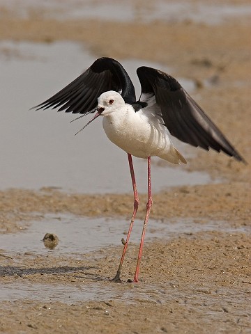 Stelzenlufer Himantopus himantopus Black-winged Stilt